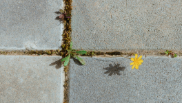 Aphorisme n° 35 : Survivre