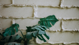 IL Y A LES VRAIS.... IL Y A LES FAKE !