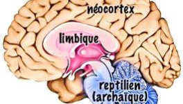 La guerre des cerveaux