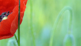 Louanges à ma sœur