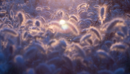 Le poids du petit doigt