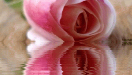 Une grande et belle Dame s'en est allée...