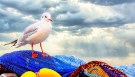 Mouette rieuse et les boules jaunes.