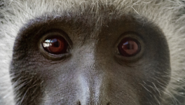 Un petit singe qui sait s'adapter