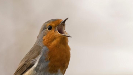 Y a que du silence autour de Viviane