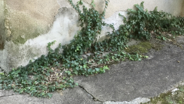 Le jardin du 27 Juillet