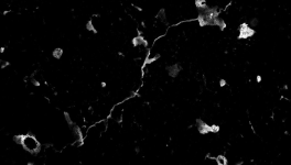 Le Prince de la Terreur