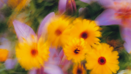 Souvenir: confinement.