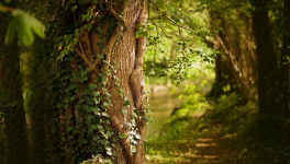 Episode 8 - Dans la forêt