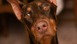 Panodyssey dans un Jeu de Quilles