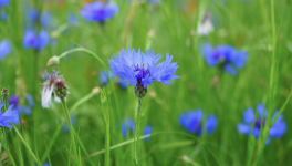 Contre les violences conjugales