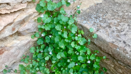 Le jardin du 26 Juillet