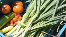 Le petit potager et les autres