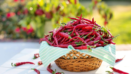PLUS PRÈS DE NOS ANCÊTRES,GRÂCE AU PIMENT DE BRESSE