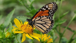 Ode d’une Reine à la Vie