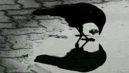 2.Le merle et le corbeau