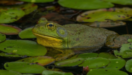 La Danse des Ouaouarons (chansonnette)