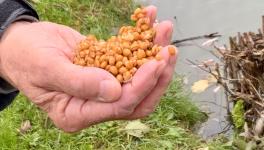 Le jardin du 7 Novembre