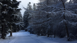 Critique de Sauve-la de Sylvain Forge