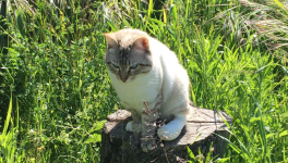 Looping - 23/04/2024