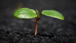 régénération vitale