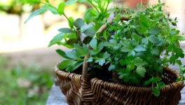 Add Blooming Spices To Your Nursery