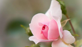 Chapitre 22 L'adieu de Pierre.