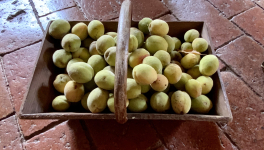 Le jardin du 6 Septembre 