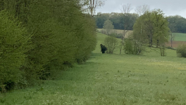 Large sorcière ou vieux vagabond