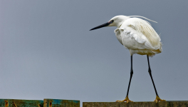 Les oiseaux de la réserve ornithologique du Teich