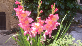 Le jardin du 22 Juillet