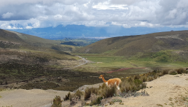 L'Avenue des Volcans