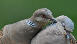 La tourterelle et le ramier