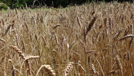 Le Cri du Charançon