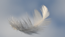 Une plume blanche