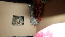 Un chaton pour Noël