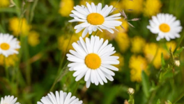 Marguerite