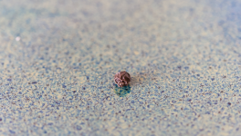 Hausse des prix du poivre noir : Une récolte gravement affectée par la sécheresse