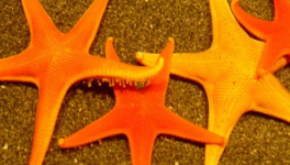 Jour numéro 7 : Étoile de mer