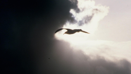  La revanche de l’albatros