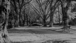 JOURNAL DE L’ANNÉE DE LA PESTE : 13 mai