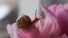 L'escargot qui parlait aux oiseaux