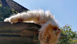 Suggestions de rotation