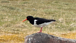 Les oiseaux d’ici