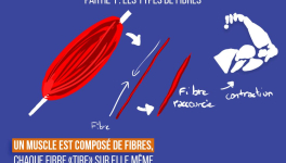 Les fibres musculaires et leur impact sur ton entraînement