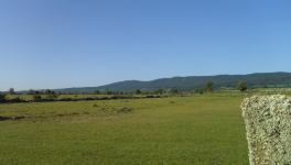 La demande de tutelle