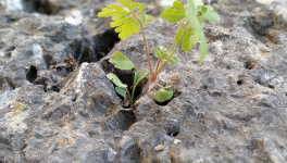 Allégorie de la déraison éclairée  