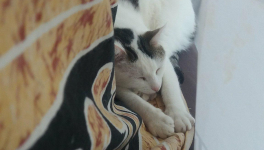 La perte d'un animal