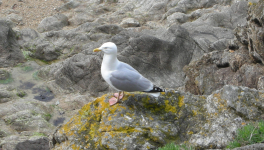 L'Enfant de Rosporden - 4/6