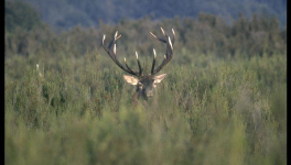 Tesson, la bouteille à moitié vide ou à moitié pleine ?